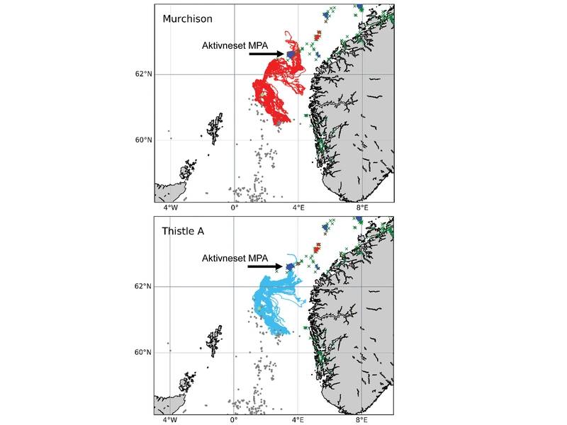 由INSITE第一阶段项目“ANChor”进行的模拟显示，保护Lophelia珊瑚珊瑚的海洋途径可能来自蓟A和（现在克减的）Murchison平台，其中一些最终定居在挪威的Aktivneset海洋保护区。来自INSITE第1阶段ANChor项目的图片。
