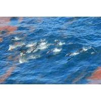 Dolphins are seen swimming through the oil spilling from the Deepwater Horizon oil well at the height of the spill in 2010. (Credit:NOAA)