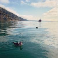 Longyearbyen is the largest town in Svalbard and may become one of the first large scale consumers of green hydrogen or ammonia produced from wind farms in Finnmark. Photo credit Visit Svalbard.