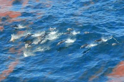 Dolphins are seen swimming through the oil spilling from the Deepwater Horizon oil well at the height of the spill in 2010. (Credit:NOAA)