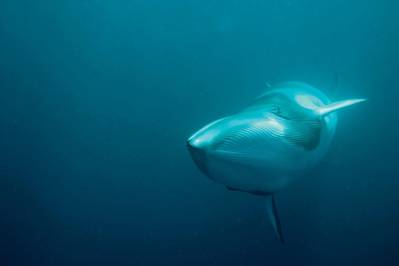 The minke whale (pictured) was one of the five priority species identified by ORJIP for inclusion in the review, the others being harbor porpoise, bottlenose dolphins and grey and harbor seals.