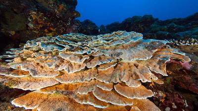 The National Marine Sanctuary of American Samoa (Photo: NOAA)