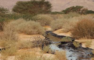 (Photo: Noam Weiss - Society for the Protection of Nature in Israel)