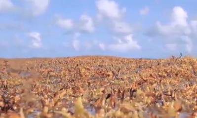 Sargasso Sea image from video courtesy of SSA