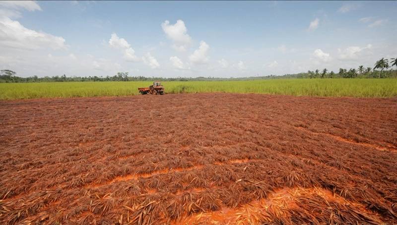 MPOC expects crude palm oil to trade at between 3,800 and 4,100 Ringgit in January.