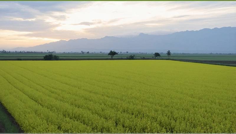 VEGOILS - Palm flat due to China canola tariff reduction, Indonesia B50 cancellation weighing