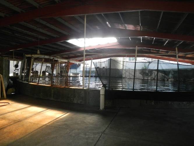 The Achotines Laboratory in Panama maintains a broodstock of yellowfin tuna in an in-ground, concrete tank. This specialized facility provides scientists with nearly year-round access to study captive tuna at various life stages, including the fragile embryo stage which was a focus of this study. (Image: John Incardona, NOAA)