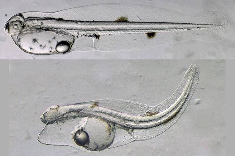 A normal yellowfin tuna larva not long after hatching (top), and a larva exposed to Deepwater Horizon crude oil during embryonic development (bottom). The oil-exposed larva shows a suite of morphological abnormalities including fluid accumulation from heart failure and poor growth of fins and eyes. (Image: John Incardona, NOAA)