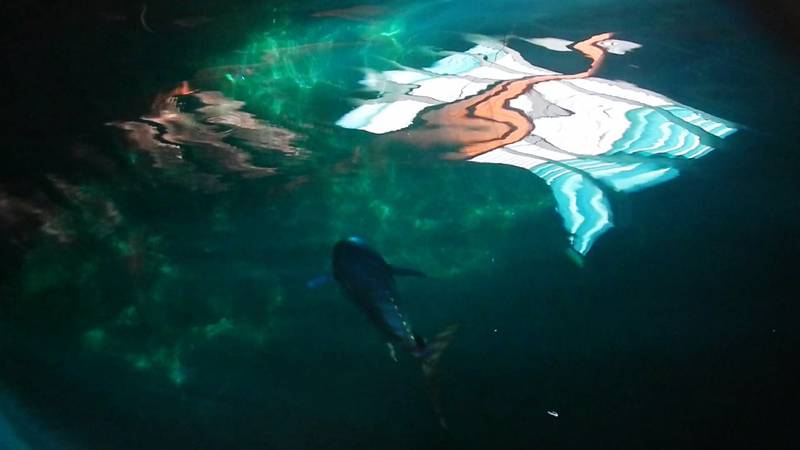 Yellowfin tuna in a tank at the Achotines Laboratory in Panama. (Image: John Incardona, NOAA)